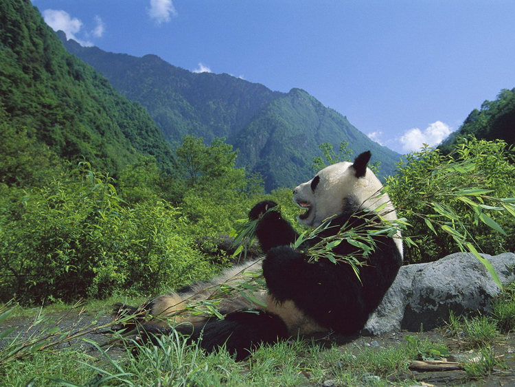 pandas eating bamboo. giant panda eating bamboo