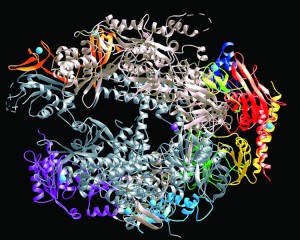 An Amino Acid Protein Molecule