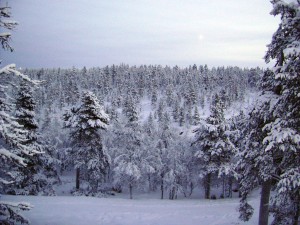 Trees in Lapland covered in snow